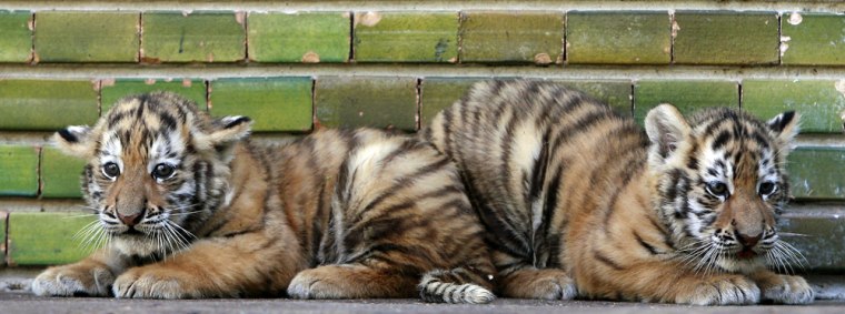 Tiger cubs Lenuta and Costel sit in their enclosure at Galati Zoo, Romania