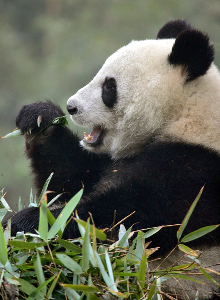 A giant panda eats bamboo at Chengdu Giant Panda Breeding Base in Sichuan province, China. Researchers at the reserve plan to turn their surplus of fiber-rich panda excrement into high quality paper and even souvenirs like statues.