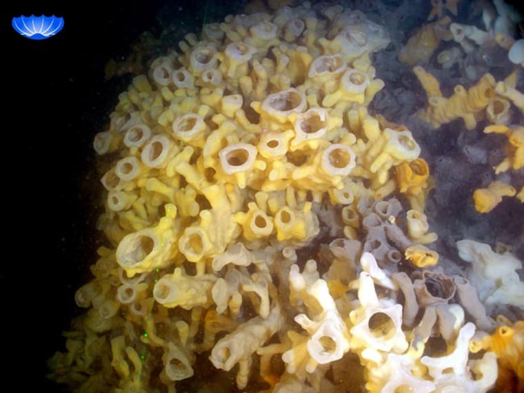 The same species of glass sponge in this 2005 photo is one of a trio of reef-building sponges that have been discovered on the Pacific seafloor. The sponges, the tallest of which are 1 1/2 feet tall, have grown on mounds of skeletons of previous generations of glass sponges. 