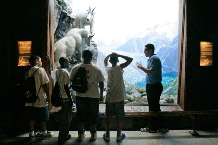 Hassan Mohamed, 19, right, talks about mountain goats during his "Attack and Defense" tour for students from the Bronx borough at the American Museum of Natural History in New York. For the 12th year, the museum is allowing college students to design their own excursions as guides, and to use their enthusiasm to capture the interest of even younger minds.