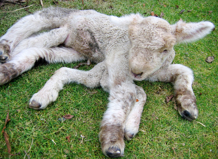 The seven-legged lamb rests on its farm at Methven near Christchurch on the South Island of New Zealand on Tuesday.