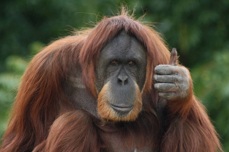 The thumbs-up is just one gesture apes used to get food in a recent experiment exploring how well orangutans could communicate. 
