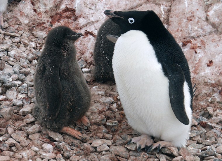 Scientists believe that global warming is disrupting the breeding patterns of Adélie penguins near Palmer Station, Antarctica. 