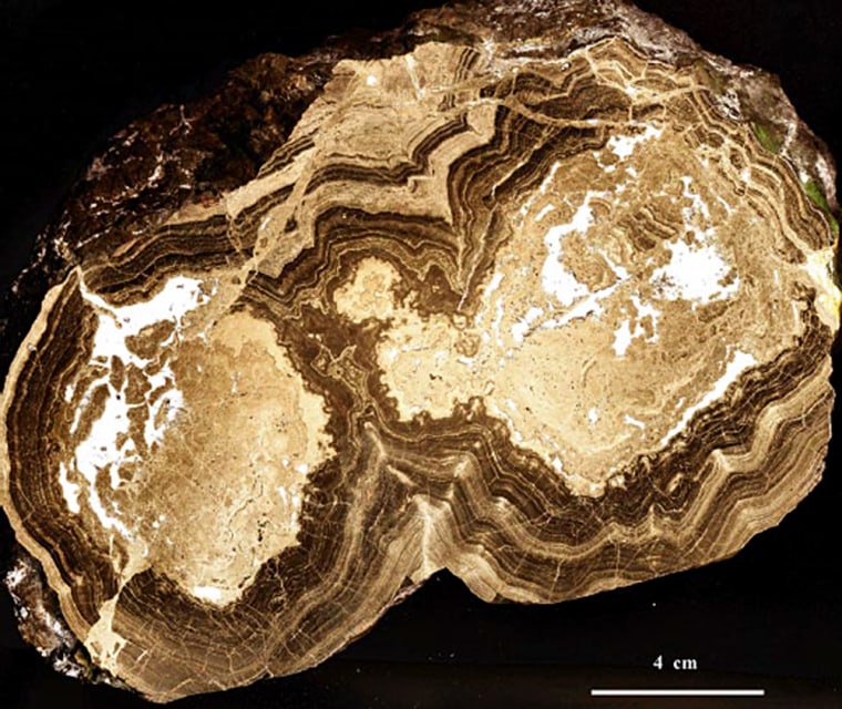 A crosscut of one of the 1.43 billion-year-old black smoker fossils recovered from an exploratory mine in northern China. They provide more evidence that life began on the bottom of the ocean.