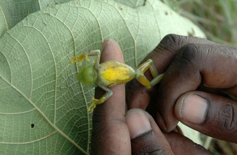 Researchers found two new species of frog on their expedition to a once-lost forest in Africa.