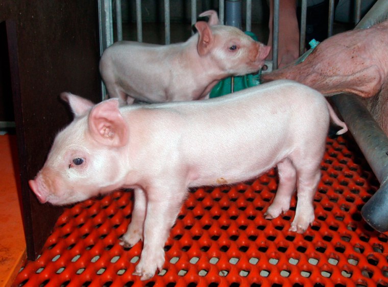 Fourth-generation cloned pigs, developed by Meiji University professor Hiroshi Nagashima, are seen in this handout photo