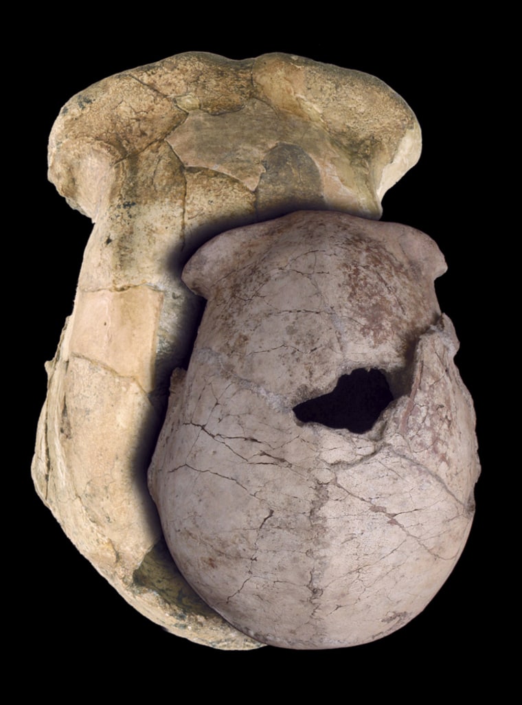 The particularly small Homo erectus skull found in Kenya is shown from above, along with a large skull from Olduvai in Tanzania, to demonstrate the gorilla-like size variation of the species. 