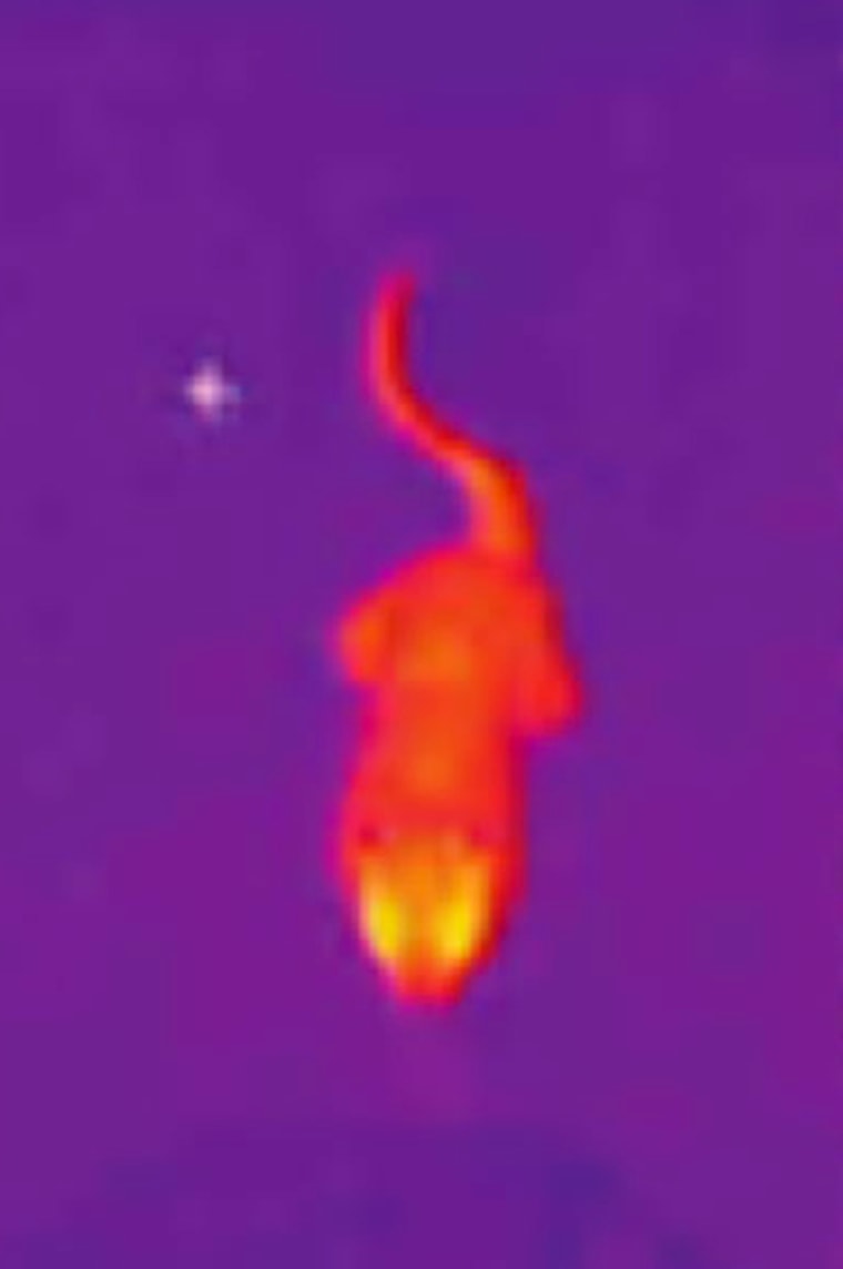 This thermal image shows a California ground squirrel waving its hot tail when confronted by a northern Pacific rattlesnake.