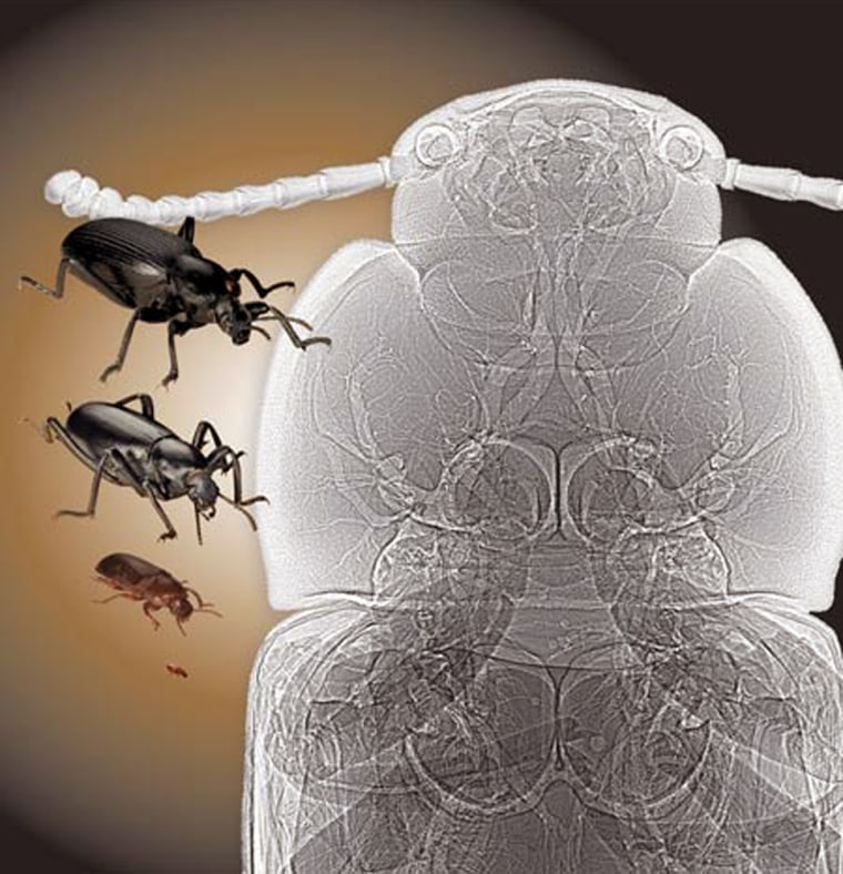X-ray imaging of beetles helps confirm that tracheal system design may limit size in insects. More of the body is filled with air-filled tracheal tubes in larger species, particularly in the legs. So much larger species than exist today might not have room for enough tubes.