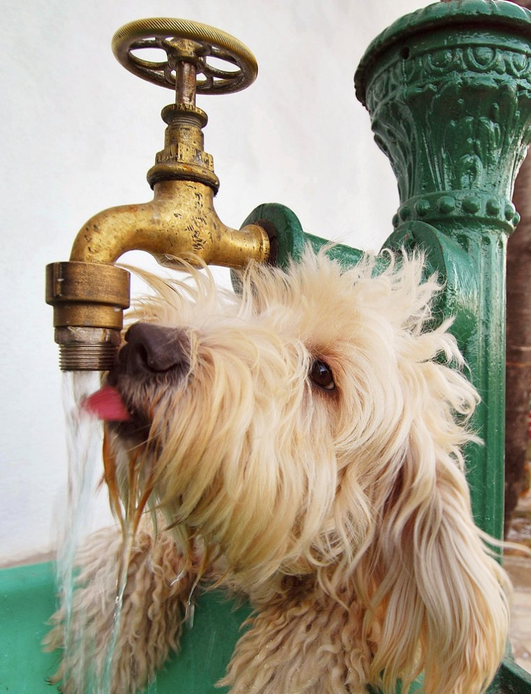 Make sure your dog has access to plenty of drinking water during the hot days of summer. 