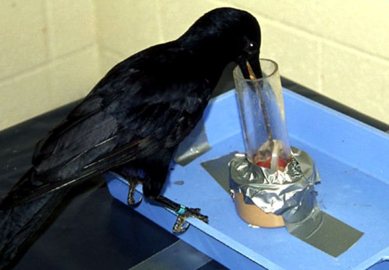 A crow named Betty, from a previous experiment, trying to retrieve the bucket from the well, using a stick with a hook on the end of it.