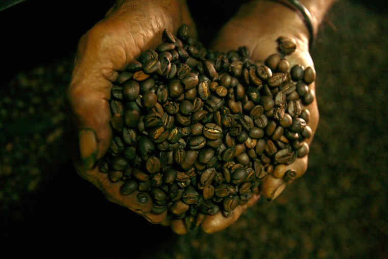 An East Timorese worker shows a dried coffee beans in Dili