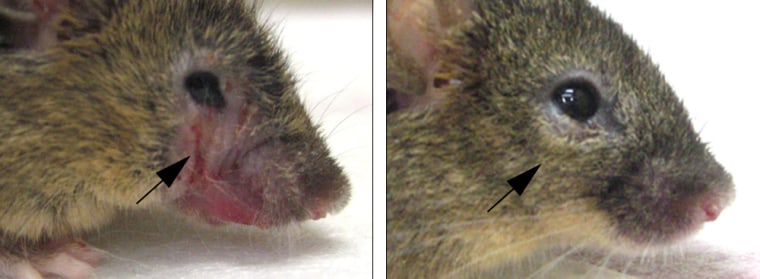 Before-and-after images show lesions resulting from overgrooming in a genetically altered mice, at left, and the results of a genetic “repair” for compulsive grooming. 