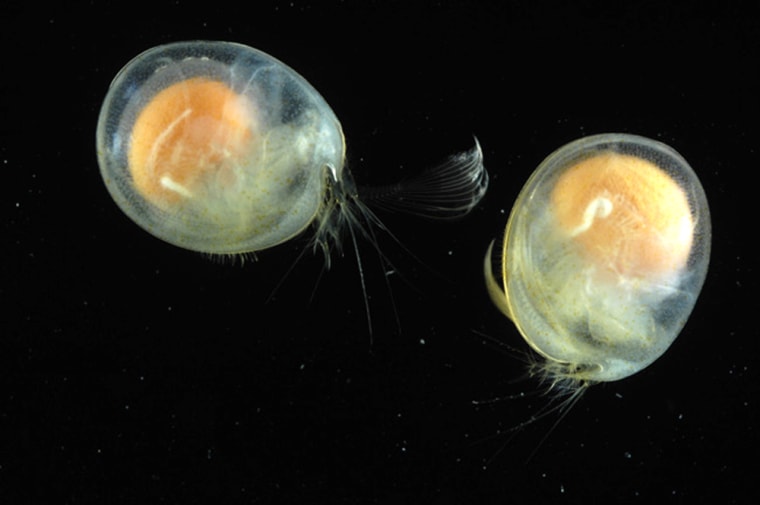 A new species of Ostracod, or a seed shrimp, was discovered from a depth of nearly two miles. To see at such depths where light is sparse, the tiny organism has enormous bulging orange eyes to funnel any light toward the retina. 