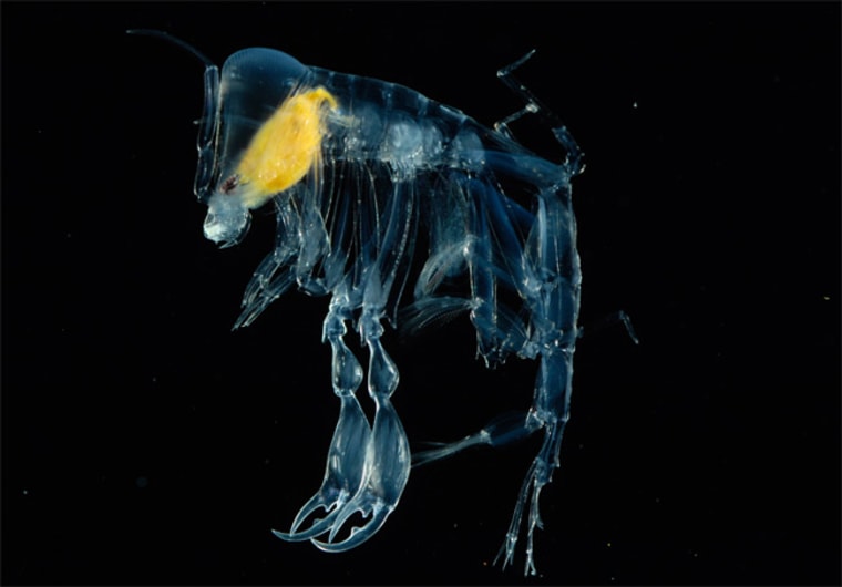 An amphipod in the genus Phronima dwells at shallower depths, from 164 to 656 feet (50 to 200 meters). The crustacean has huge eyes and hooked claws for grasping onto jelly-like prey animals. Credit: