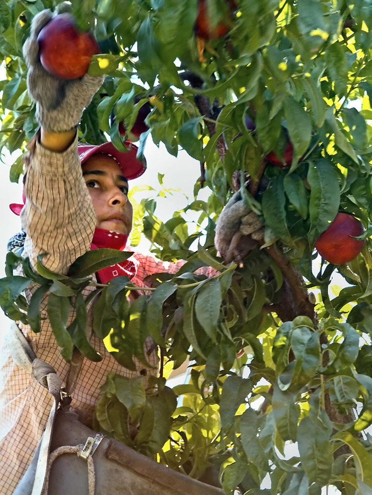 Elba Coria picks "almost" organic nectarines at Graystone Orchard in Pasco, Wash. Graystone Orchard is one of many growers in the state that have begun organic practices, but have not being doing it long enough to qualify for the organic label. 