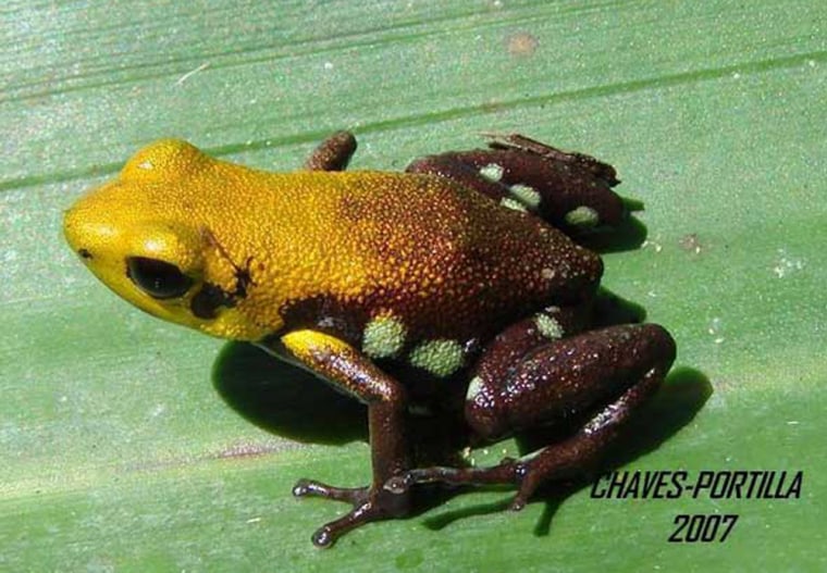 The newly-discovered golden frog of Supata could fit on the tip of your finger. 