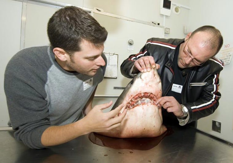 Scientists examine the head of a great white shark. A study shows its bite is not that powerful — but its razor-sharp teeth could do some killer damage.