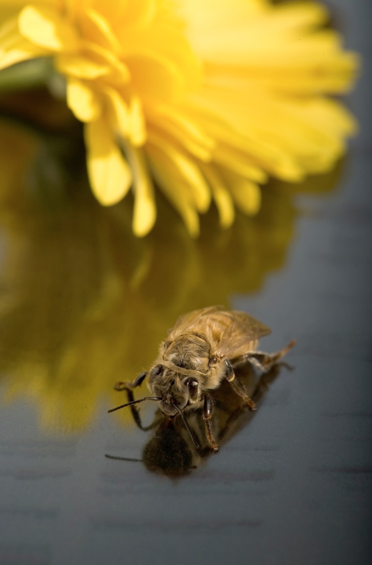A honeybee crawls over DNA gel data.