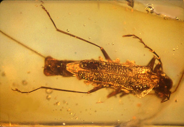 An ancient example of "chemical warfare" about 100 million years old is captured in this sample of amber, in which a soldier beetle is exuding a certain toxin to protect itself from an attacker. 