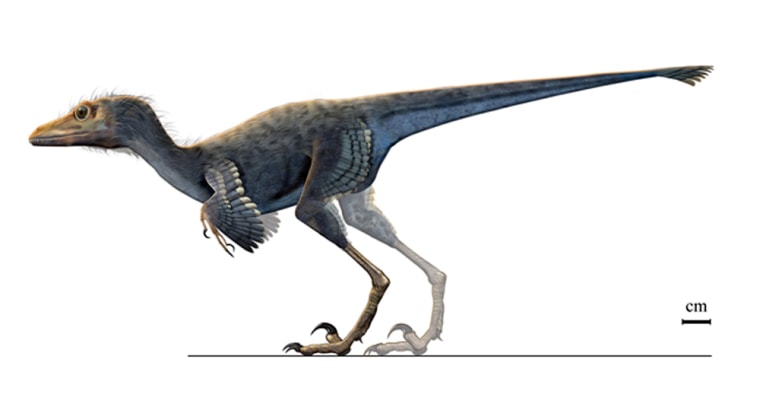 Artist's reconstruction of the two-foot-long dinosaur Mahakala omnogovae unearthed in the Gobi Desert. 