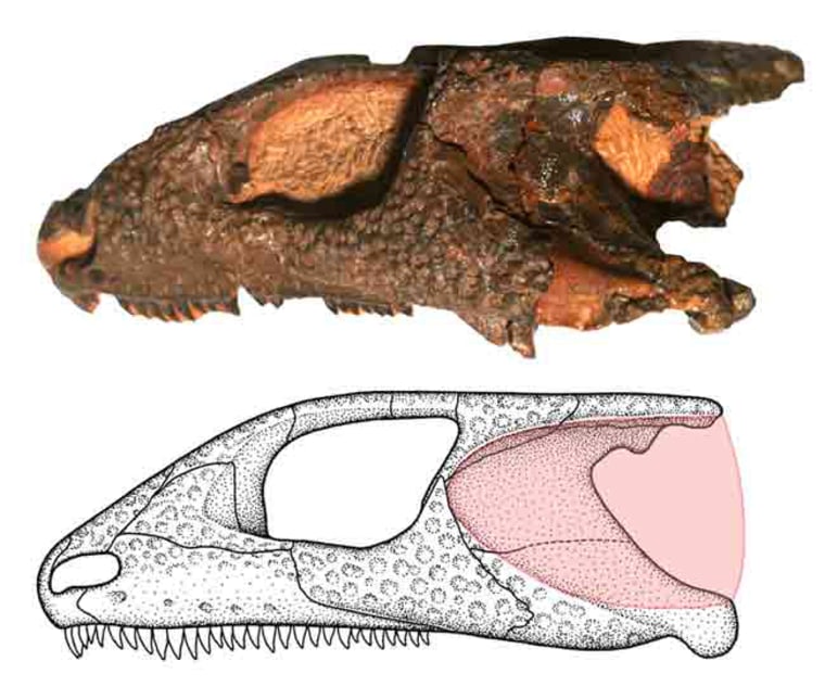 A 260-million-year-old fossil of the small reptile Bashkyroleter mesensis shows traces of the first known modern ear. The drawing at bottom highlights a reconstruction of the extremely large eardrum structure. The entire skull is about 2.5 inches (6.5 centimeters) long. 