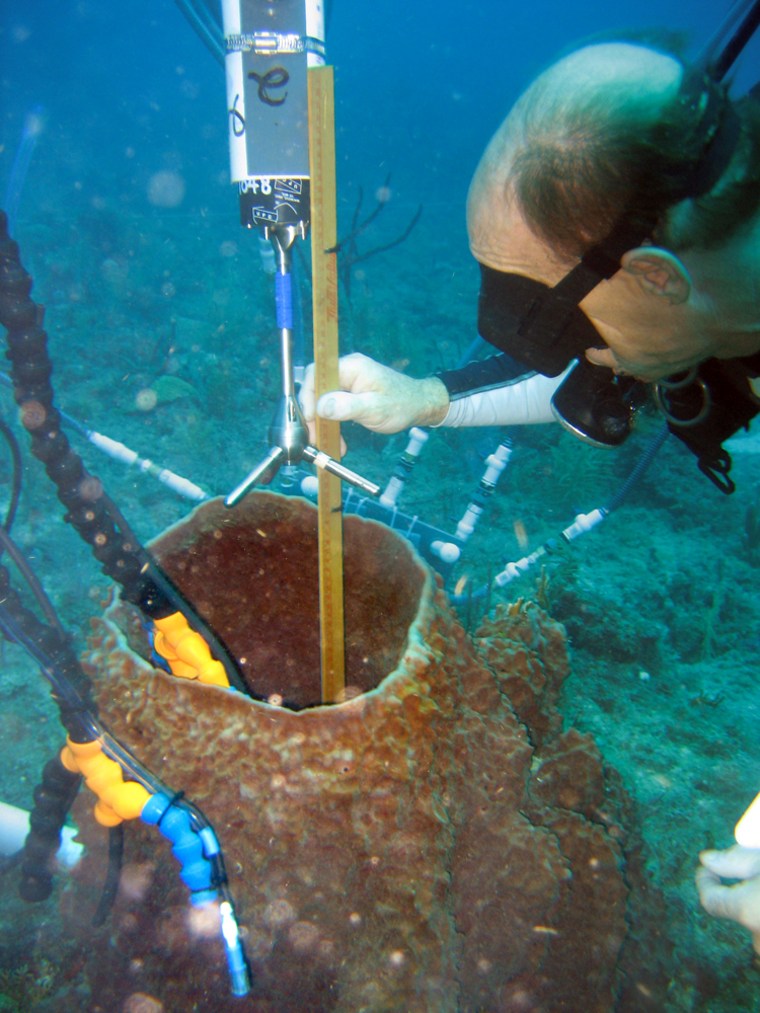 In this photo released by National Oceanic and Atmospheric Administration's National Marine Sanctuary Program, Dr. Niels Lindquist of the University of North Carolina at Chapel Hill sets up data collection equipment on one of several sponges near the Aquarius Reef Base habitat in the Florida Keys National Marine Sanctuary Friday,  Sept. 14, 2007, off Key Largo, Fla. On Monday, Sept. 17, Lindquist and five other \"aquanauts\" began a nine-day mission to study the coral reef off the Florida Keys, with plans to broadcast their dives and research activities over the Internet. (AP Photo/NOAA's National Marine Sanctuary Program, Mitchell Tartt) **No Sales**