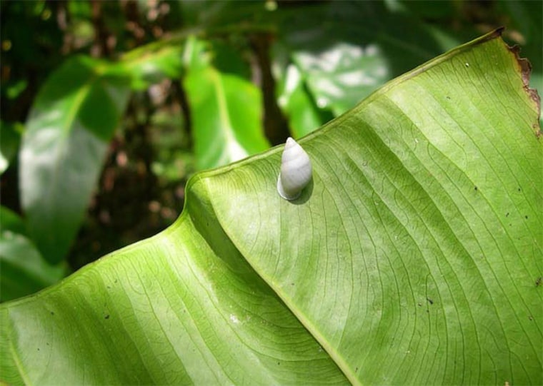 Tahitian tree snails like this one (attached to the underside of a leaf) are ovoviviparous, meaning that instead of laying eggs, parents give birth to live baby snails.