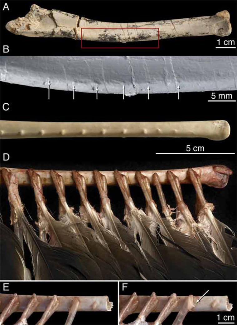 A Velociraptor forearm fossil (A) shows signs that the nonavian dinosaur could have had feathers, as indicated by arrows pointing to six evenly spaced feather quill knobs (B). The right ulna of a turkey vulture (C) is also shown, revealing its feathers (D) and quill knobs (E and F). 