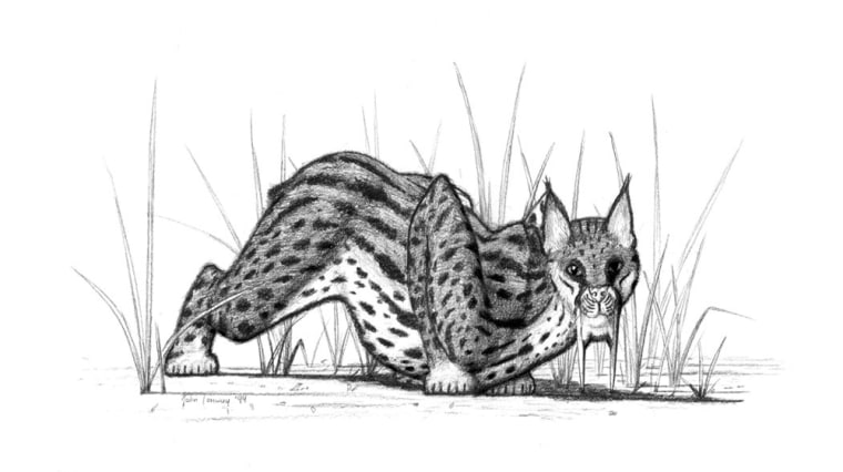 This artist’s conception shows a saber-toothed cat on the prowl.