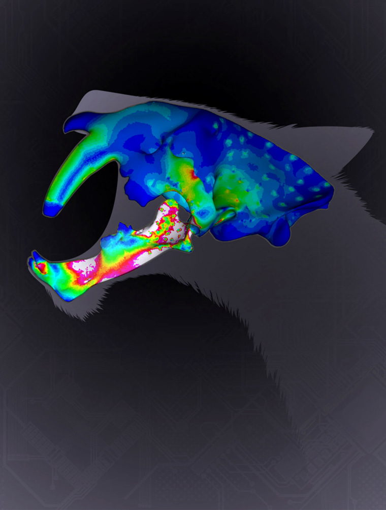 A new generation of computer-based tools is enabling paleobiomechanists to investigate behavior in fossil predators such as the American saber-toothed cat. Image: John Conway.