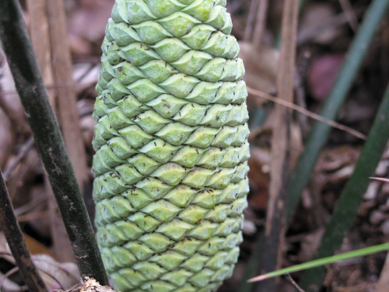 A green male cycad cone attracts thrips, small bugs that play a crucial role in pollination.