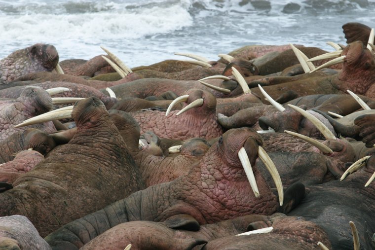 When on shore, walruses like to congregate in tight quarters in what are called haulouts. Experts say the number of walruses showing up on Alaska's northern coastline is unusually high.