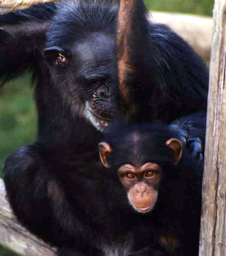 Chimpanzees Mary and Zoe, who participated in experiments showing they often valued something they have just gotten more than they would have only a moment before, just as humans do.
