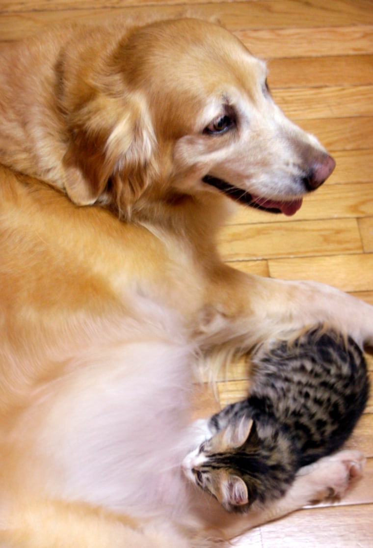 Precious, right, a 6-week-old kitten, gets a meal from Honey, a 7-year-old golden retriever, Oct. 2 in Stephens City, Va.