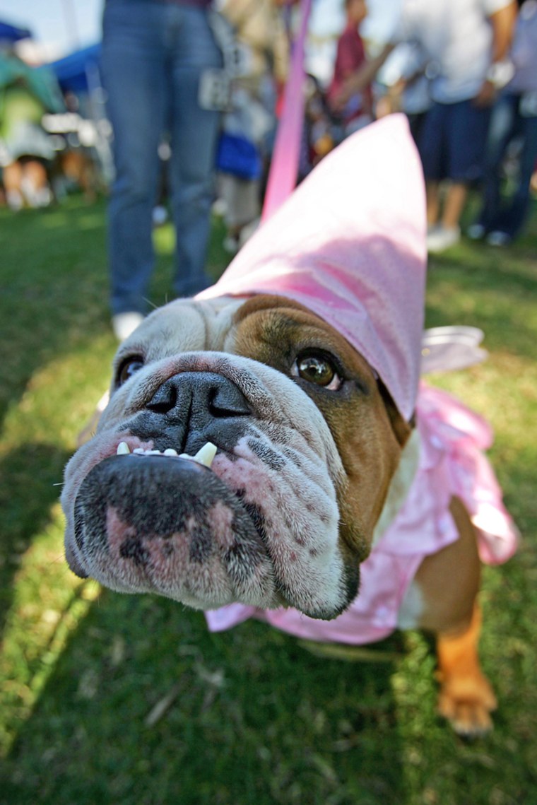 Daisy, a female Bulldog, is dressed as a