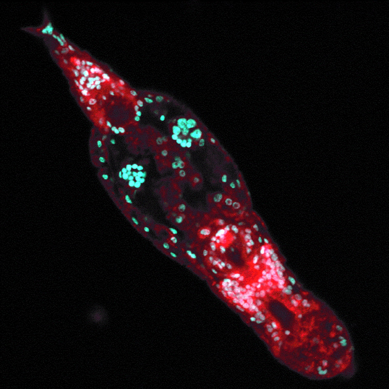 This composite image highlights proteins in an ancient asexual organism, the bdelloid rotifer. The red stain indicates proteins that are associated with tolerance to desiccation.
