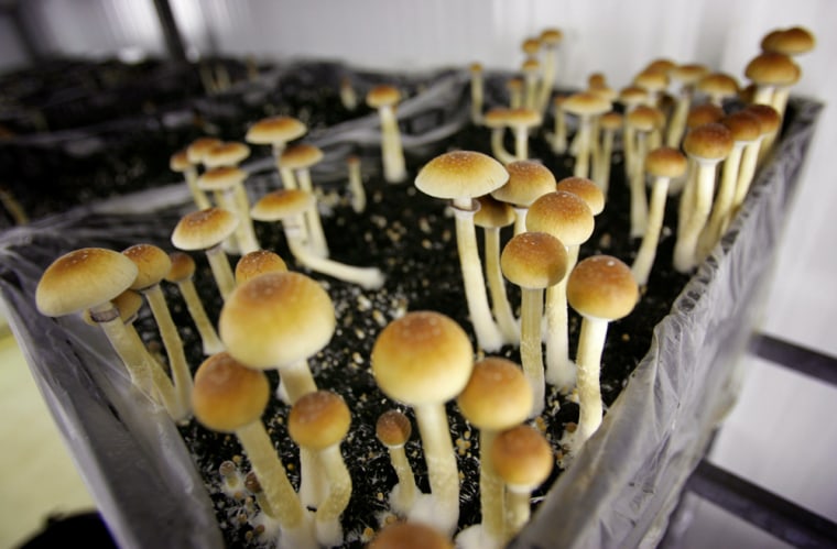Around 500,000 “doses” of packaged hallucinogenic mushrooms are sold in the Netherlands annually, officials say.