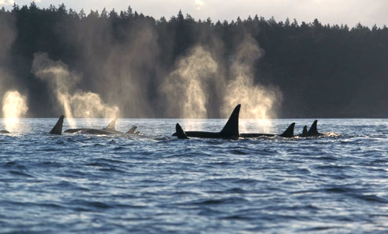 A3F309 Photo KW 2855 Orca Killer Whales Orcinus orca Photo Copyright Brandon Cole