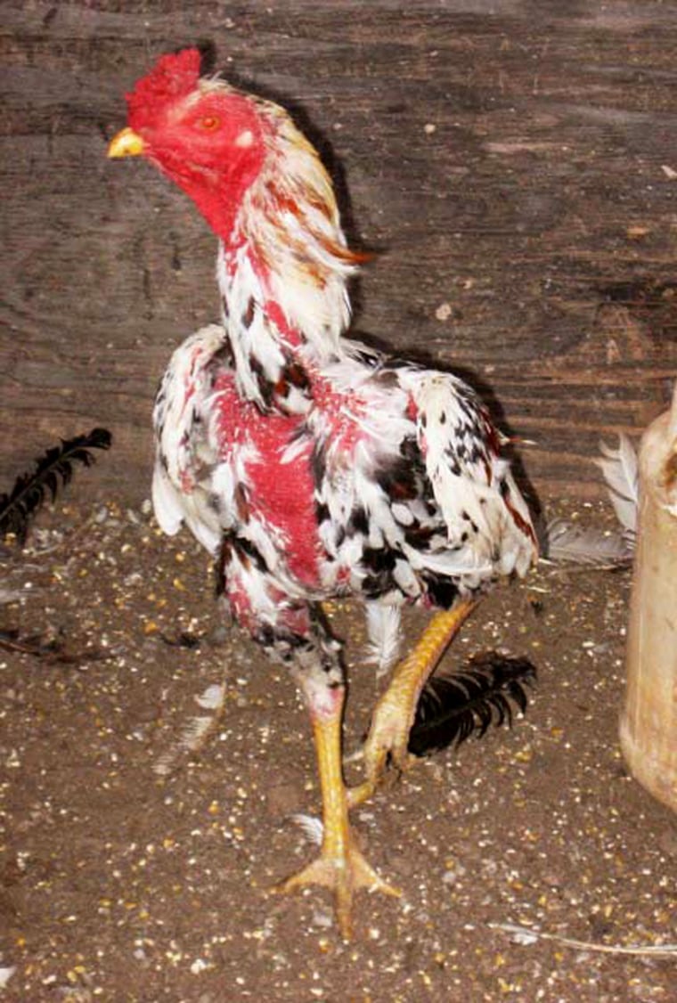 An undernourished rooster seized in the raid displays a chopped red comb and numerous injuries.