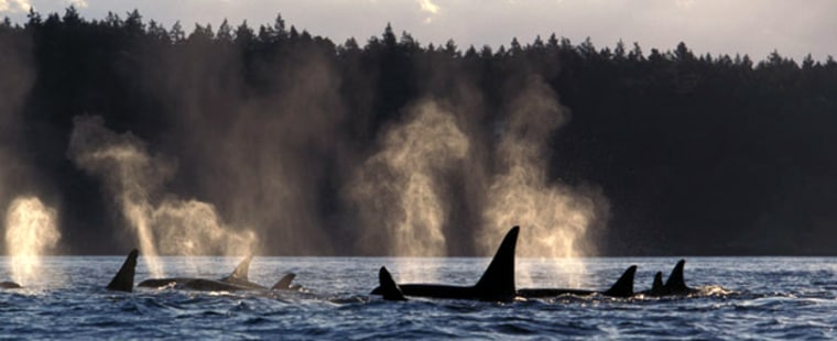 A3F309 Photo KW 2855 Orca Killer Whales Orcinus orca Photo Copyright Brandon Cole