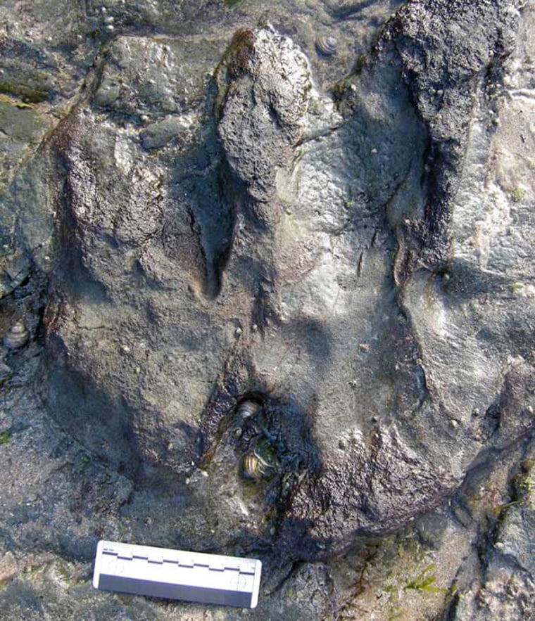 A track from a large theropod dinosaur in Australia. Scale is about 4 inches (10 cm).