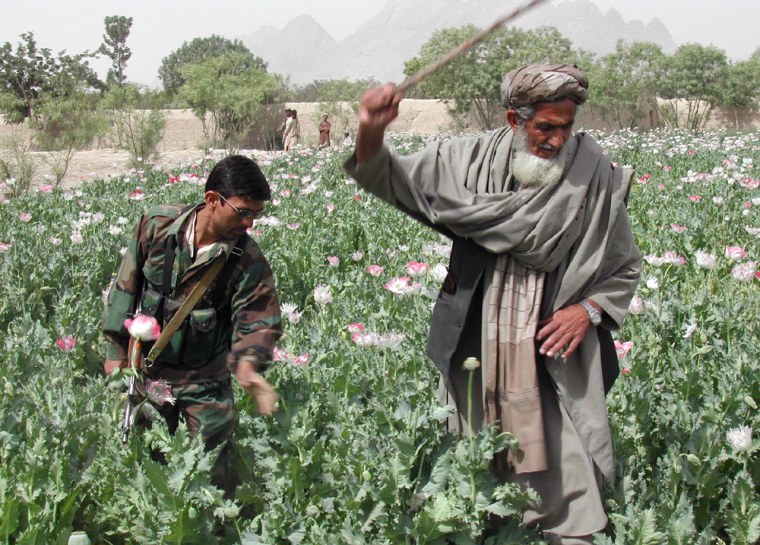 AFGHAN GOVERNMENT OFFICIAL AND A SOLDIER DESTROY A POPPY FIELDS NEAR KANDAHAR