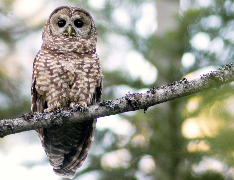 ** ADVANCE FOR THE WEEKEND OF JULY 31- AUG. 1 ** A California spotted owl stares back at human observers in the Tahoe National Forest in California, July 12, 2004. The Forest Service is exaggerating the \"destructive force\" of wildfires on California spotted owls in justifying a new plan to increase logging as a way to reduce fires in the Sierra Nevada, according to wildlife biologists. (AP Photo/Debra Reid)