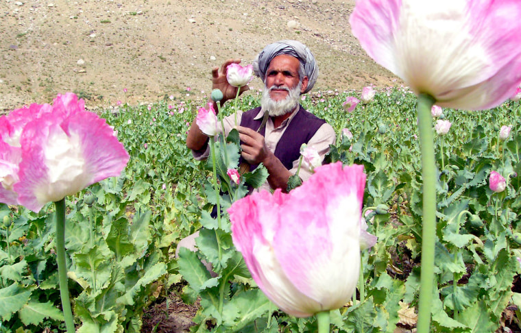 TO ACCOMPANY FEATURE STORY AFGHAN-OPIUM