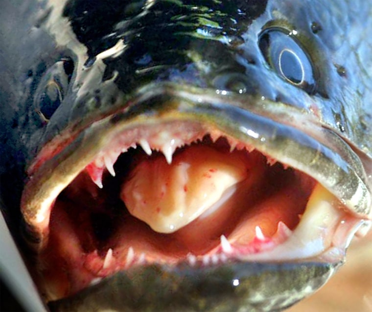There are fears the northern snakehead could throw the Potomac ecosystem out of balance.