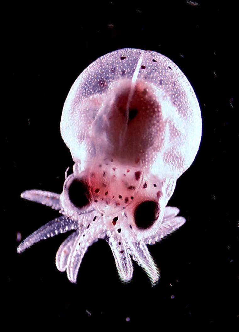 In this photo provided by the Alaska SeaLife Center, a baby octopus swims in a tank at the Alaska SeaLife Center in Seward, Alaska, Wednesday April 13, 2005. Several eggs from Aurora, the Alaska SeaLife Center's Giant Pacific Octopus have hatched over the last 48 hours exactly 10 months after her encounter with the center's male octopus, J-1.  (AP Photo/Alaska SeaLife Center, Jason Wettstein )