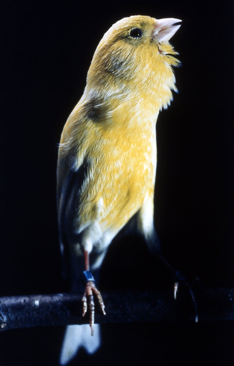 A male canary warbles his tune: Researchers found that they could induce young birds to break the species' rigid rules for song structure by playing non-traditional synthetic songs, but once mating season approached, even those birds adapted their songs to follow the traditional form.