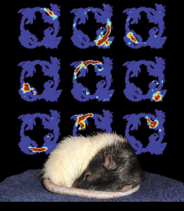 A series of color-coded images documents patterns of activity in the brain of a sleeping rat, suggesting that animals dream.
