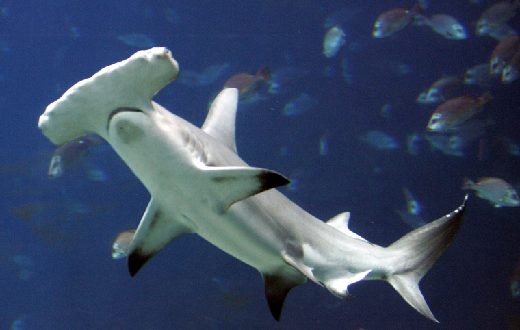 A hammerhead shark swims in a large tank at the Georgia Aquarium. Female sharks can fertilize their own eggs and give birth without sperm from males, according to a new study of the asexual reproduction of a hammerhead in a U.S. zoo. 